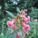 Escallonia rubra var.macrantha fleur